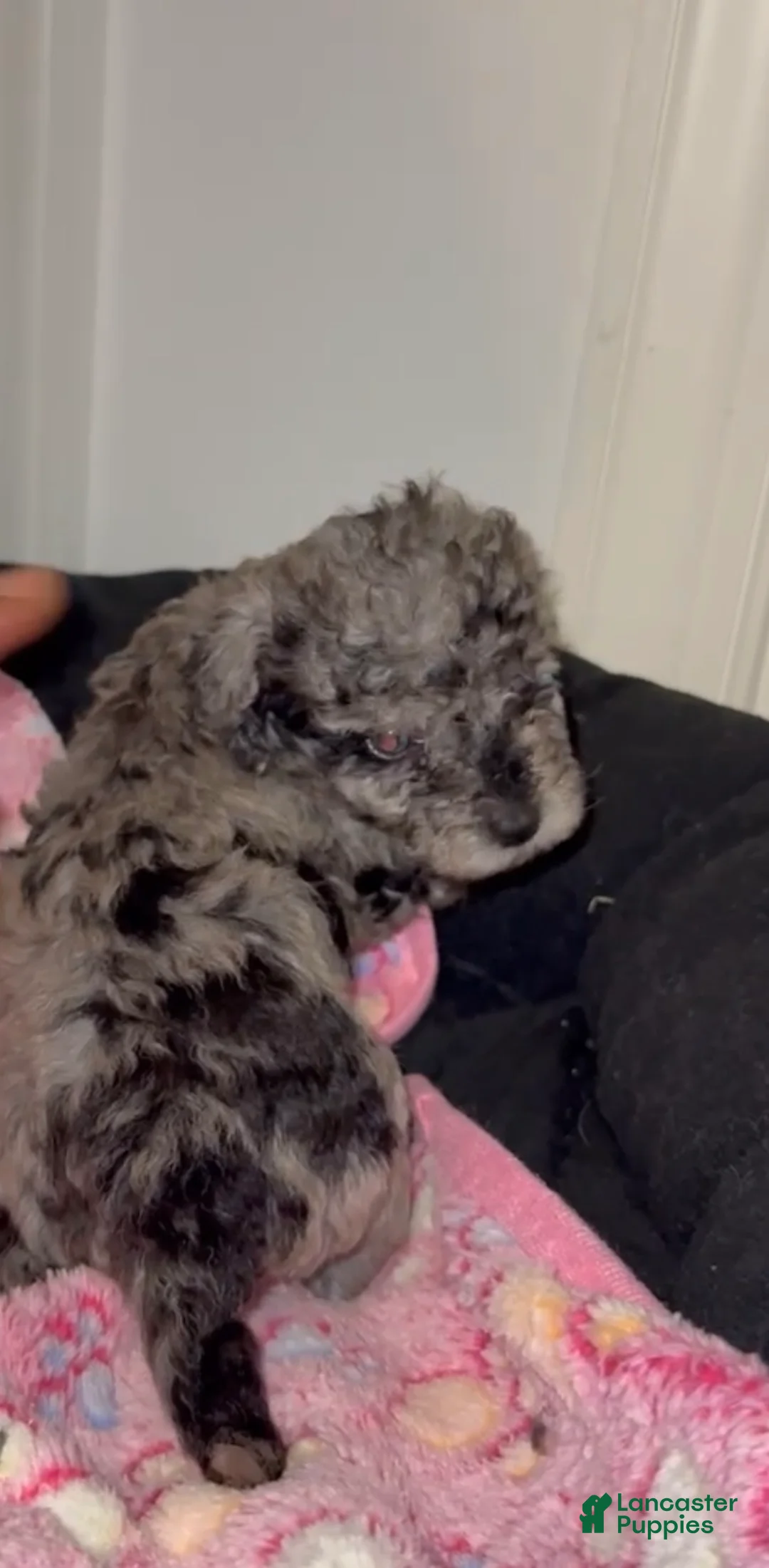 Miniature Poodle dogs for sale: Miniature Poodle 4 - Ad 2