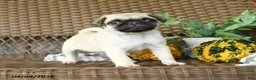 Pug dogs for sale: Nugget - Ad 4