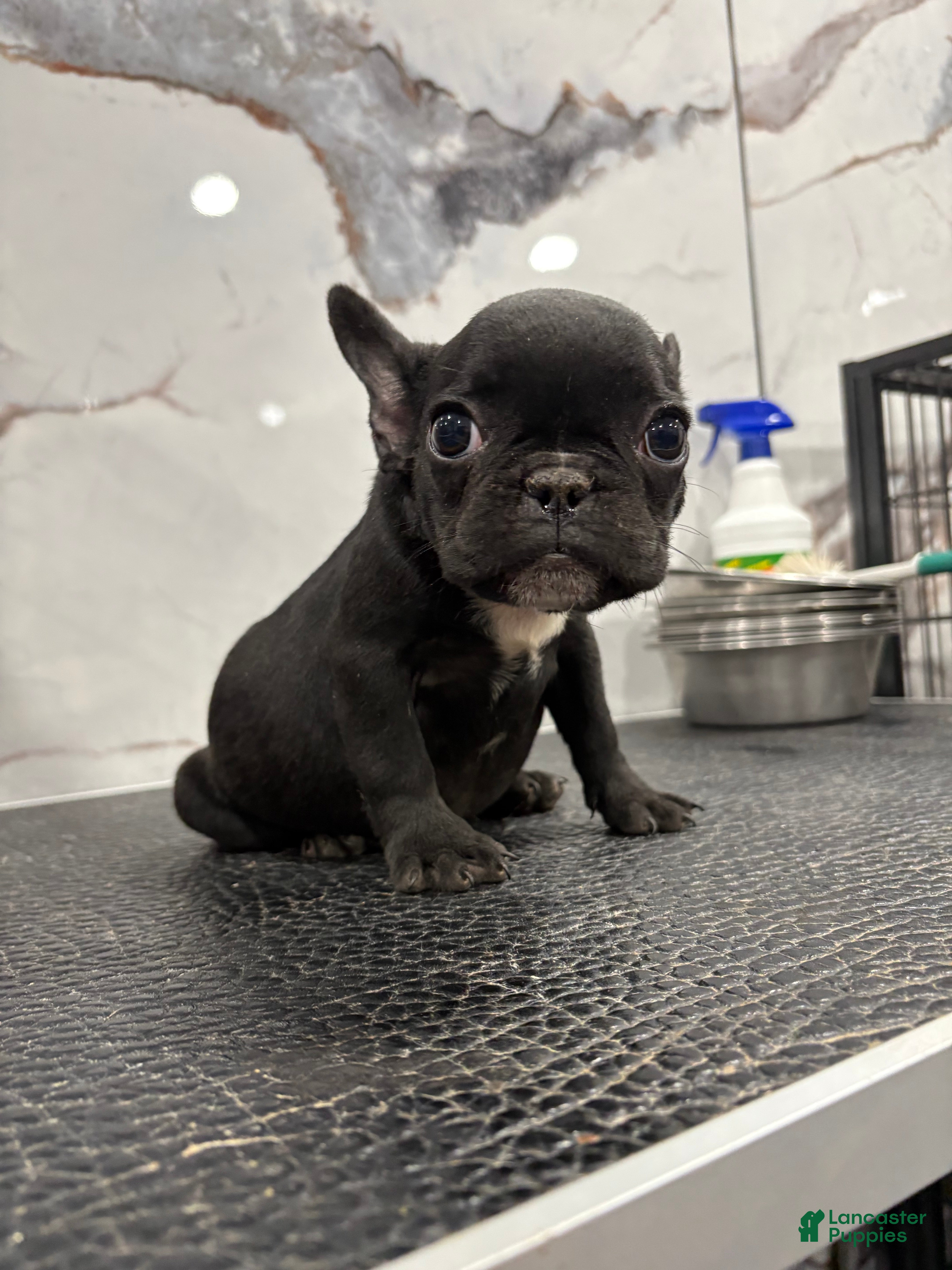 French Bulldog dogs Tiny - Ad 2