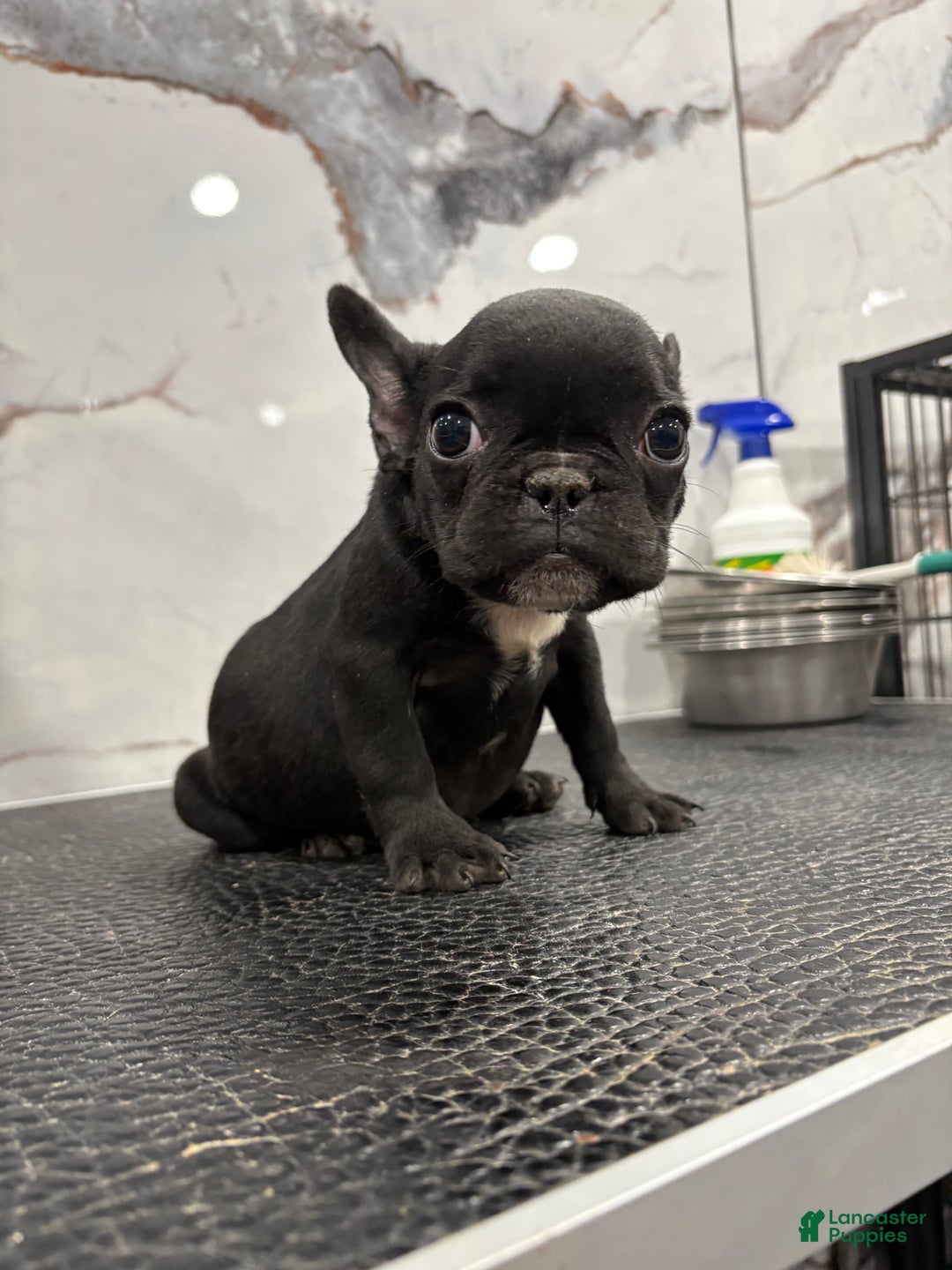 French Bulldog dogs for sale: Tiny - Ad 2
