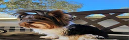 Biewer Terrier dogs for sale: Harley  - Ad 10