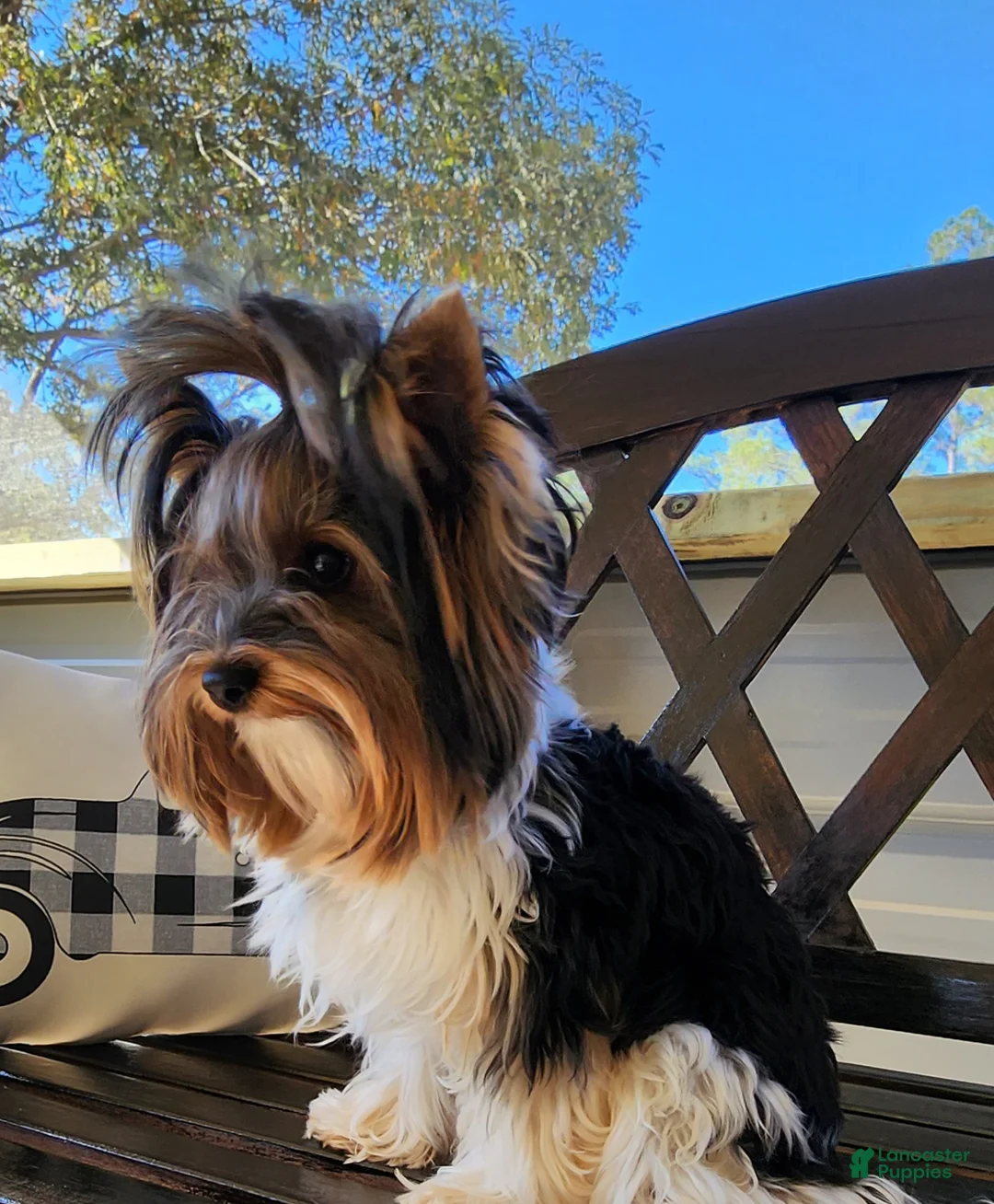 Biewer Terrier dogs for sale: Harley  - Ad 10