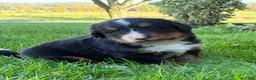 Bernese Mountain Dog dogs for sale: Bubbles - Ad 1