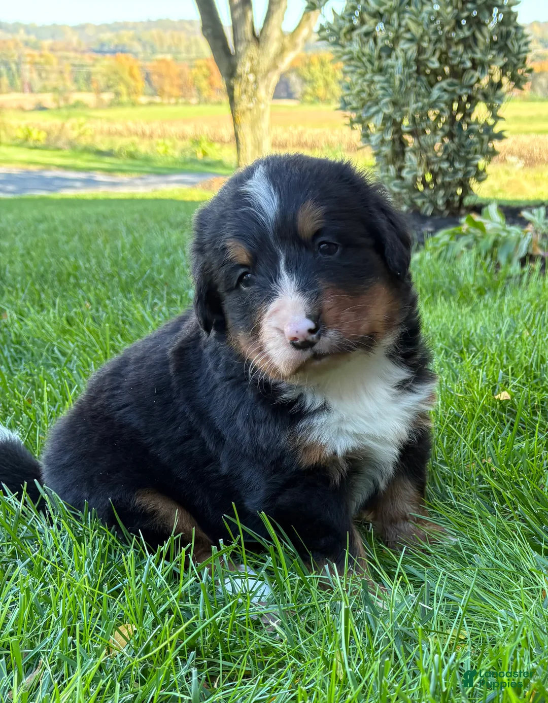 Bernese Mountain Dog dogs for sale: Bubbles - Ad 1