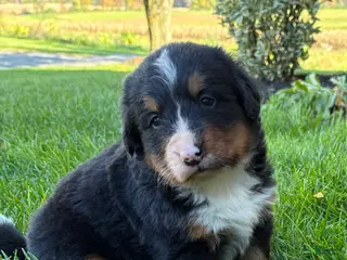 Bernese Mountain Dog dogs Bubbles - Ad 1