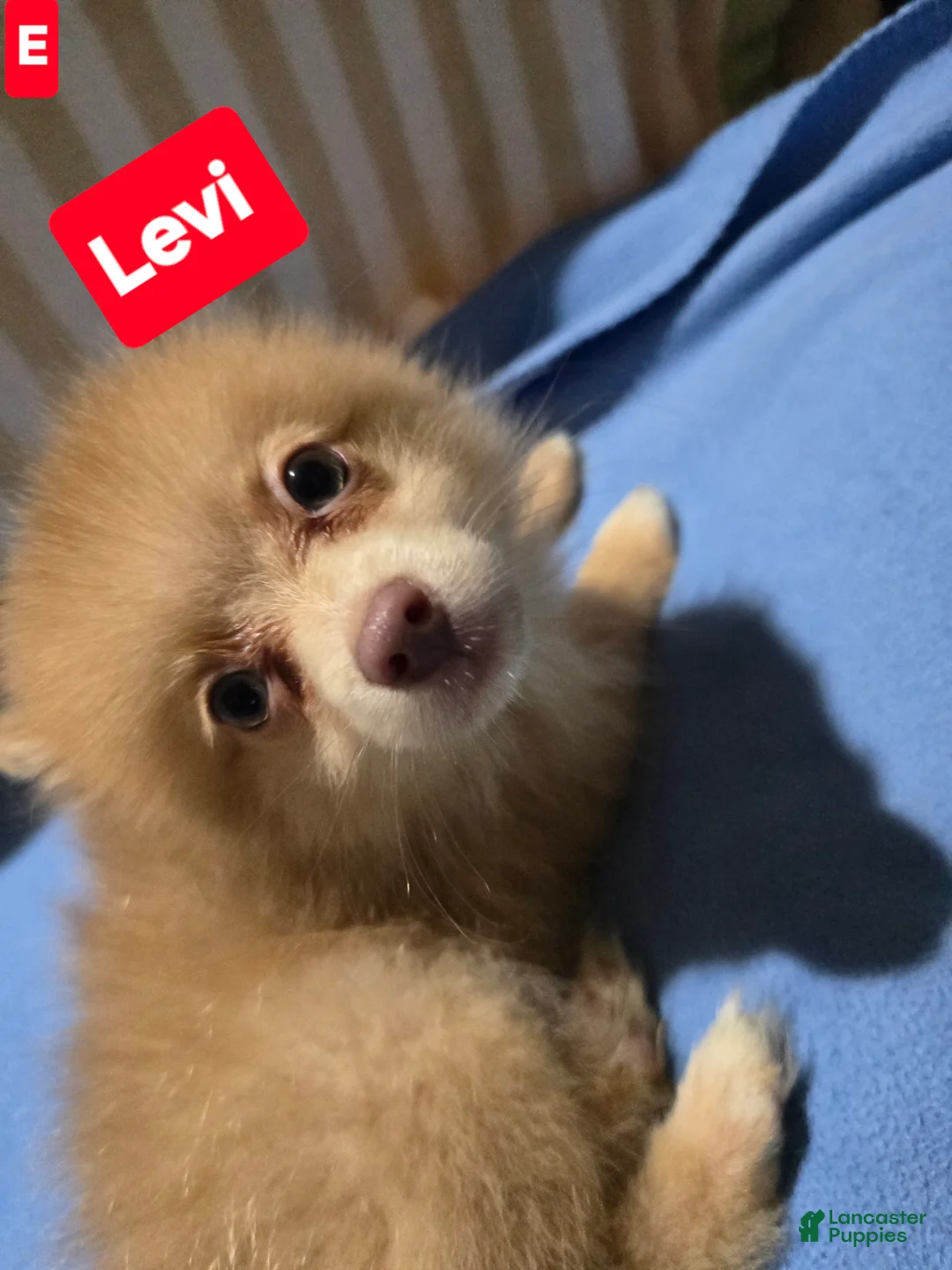 Pomeranian dogs for sale: Levi - Ad 2
