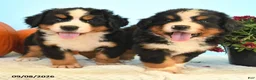 Bernese Mountain Dog dogs for sale: Chad - Ad 5