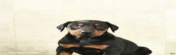 Doberman Pinscher dogs for sale: Flora   - Ad 5