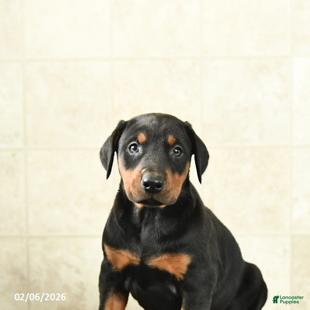 Doberman Pinscher dogs for sale: Flora   - Ad 5