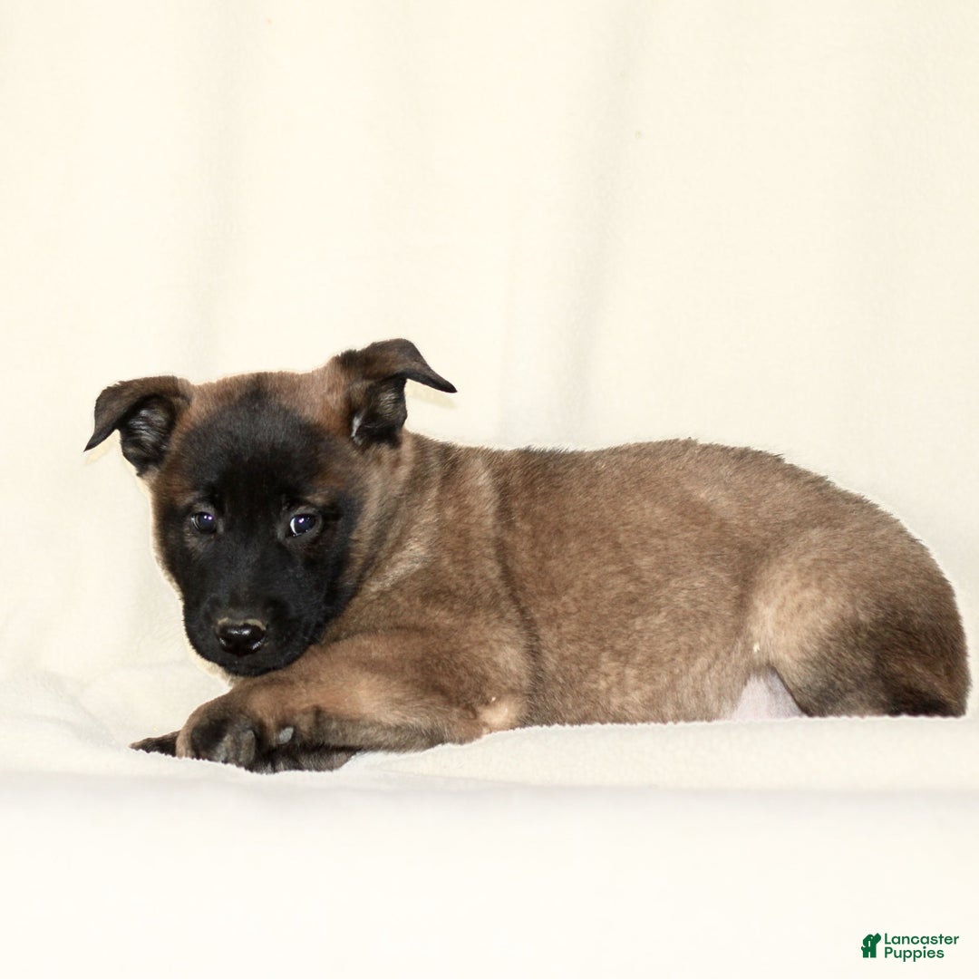 Belgian Malinois dogs for sale: Captain  - Ad 3