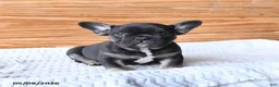 French Bulldog dogs for sale: Haven - Ad 4