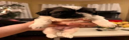 Shih Tzu dogs for sale: Shih Tzu 3 - Ad 4