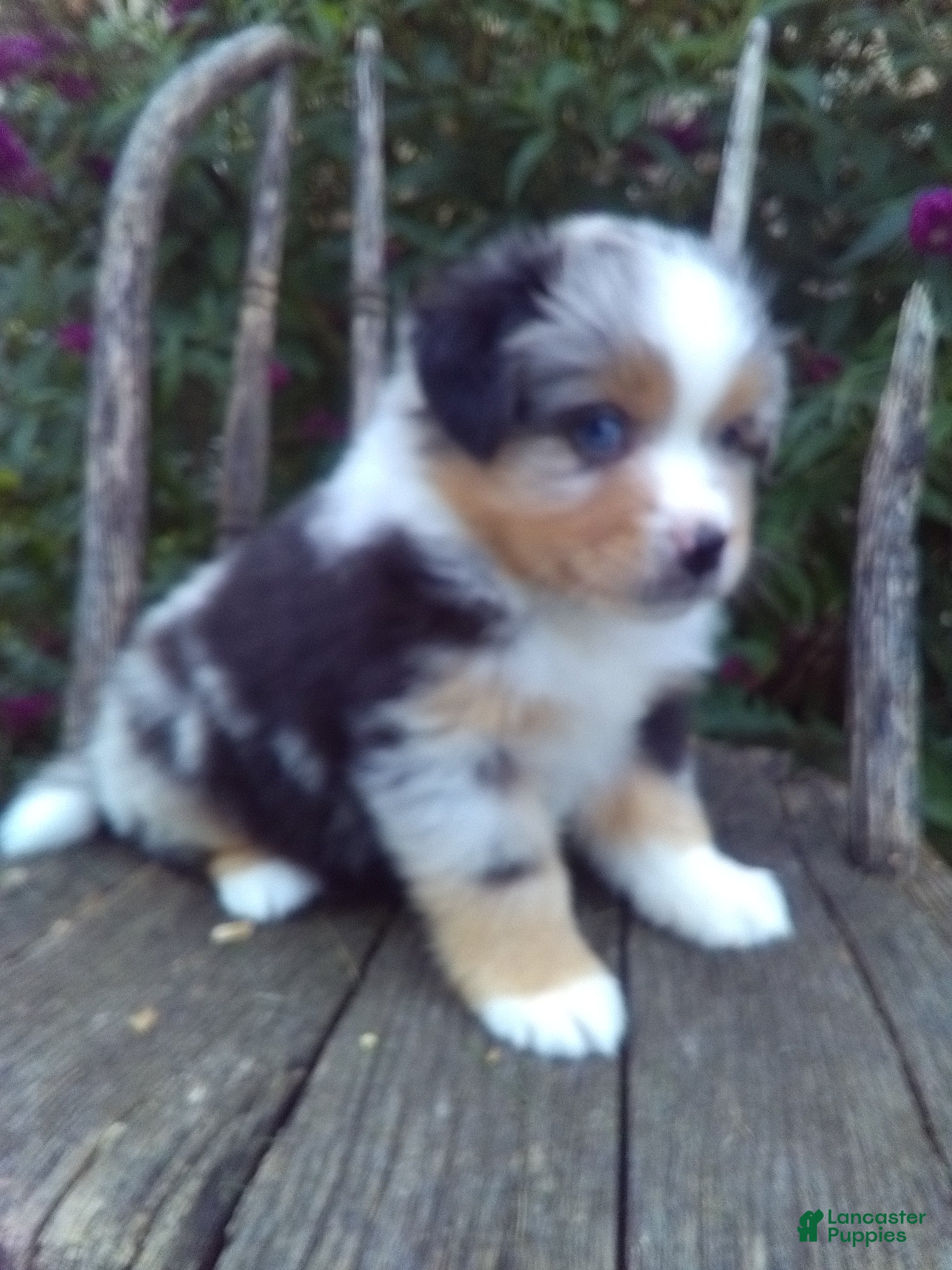 Miniature Australian Shepherd dogs Ayla - Ad 2