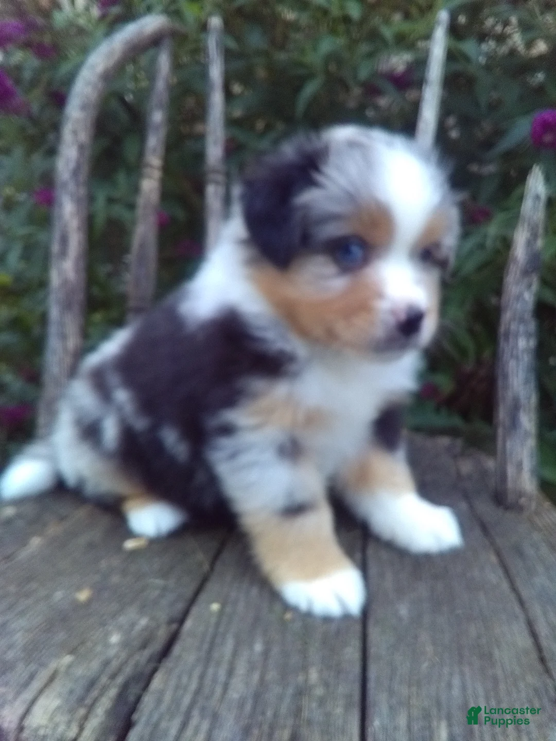 Miniature Australian Shepherd dogs for sale: Ayla - Ad 2