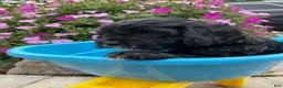 Cavapoo dogs for sale: Princess  - Ad 5