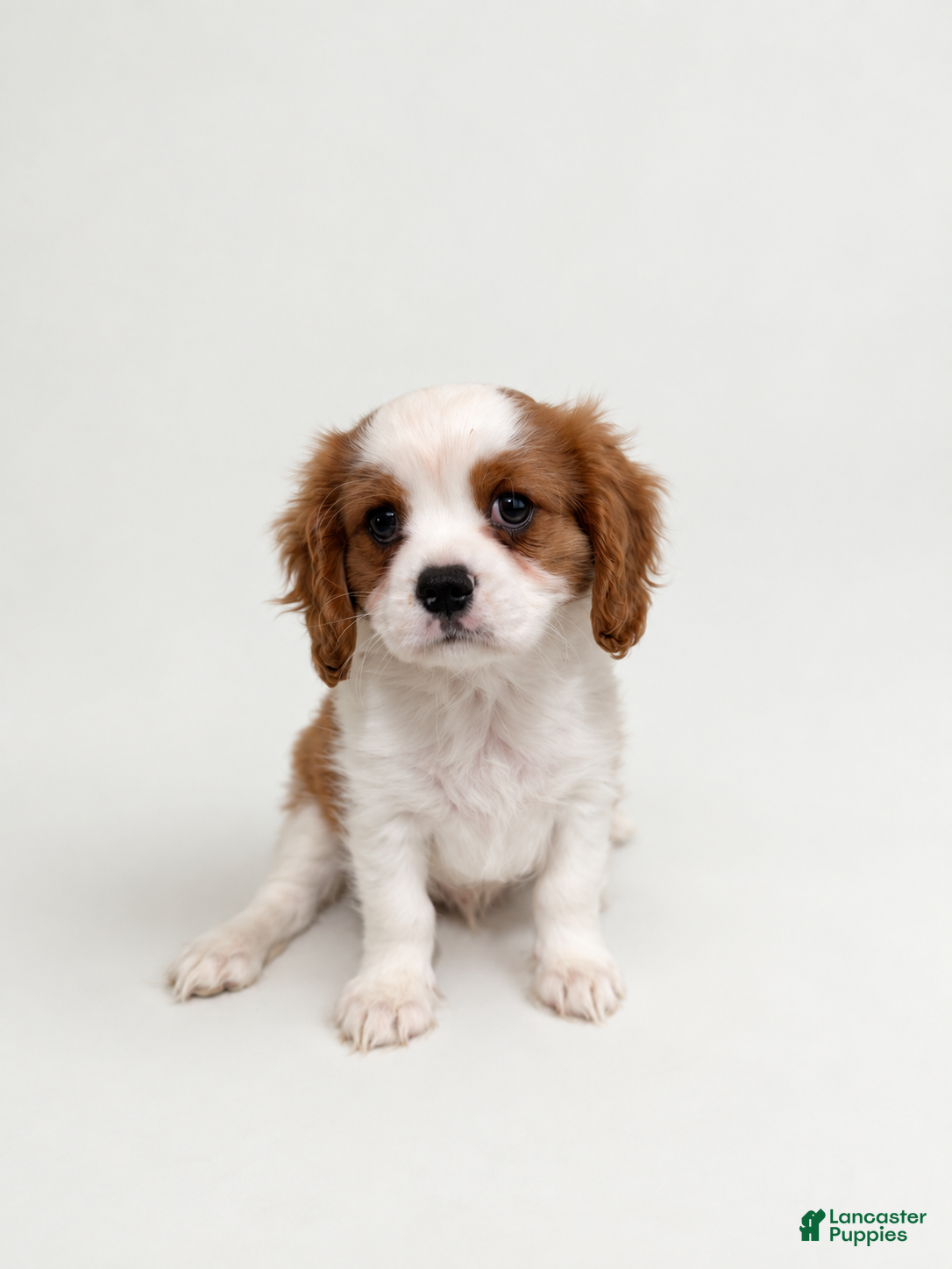Cavalier King Charles Spaniel dogs Joshua Cavalier King Charles Spaniel  - Ad 1