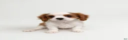 Cavalier King Charles Spaniel dogs for sale: Joshua Cavalier King Charles Spaniel  - Ad 5