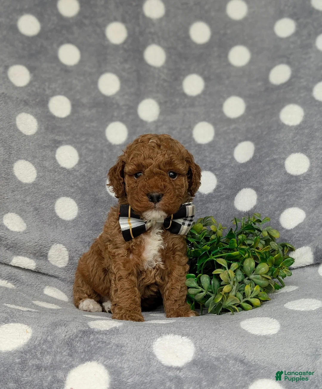 Miniature Poodle dogs for sale: Scooter - Ad 1