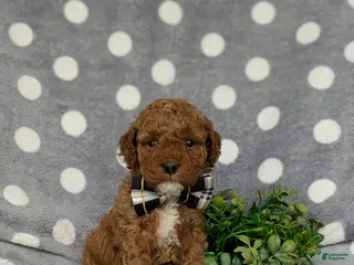Miniature Poodle dogs for sale: Scooter - Ad 2