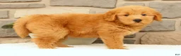 Mini Goldendoodle dogs for sale: Cash - Ad 8