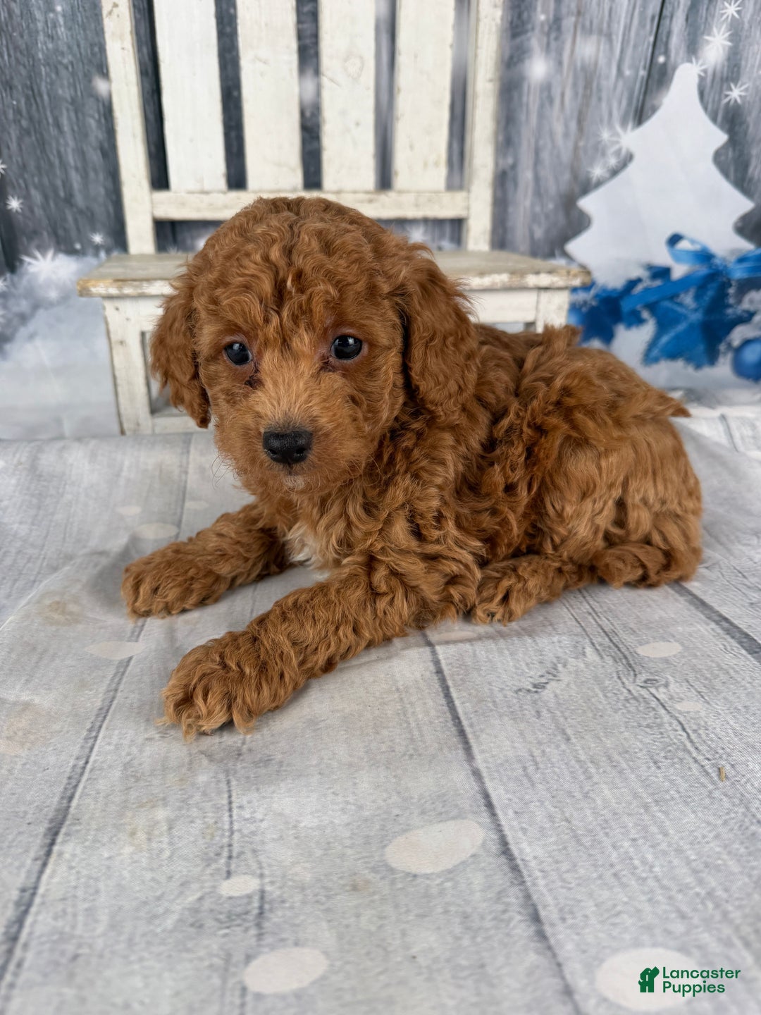 Cavapoo dogs for sale: Red - Ad 10