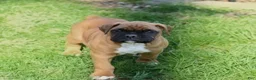 Boxer dogs for sale: Hunter - Ad 3