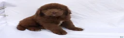 Newfoundland dogs for sale: Duke - Ad 3