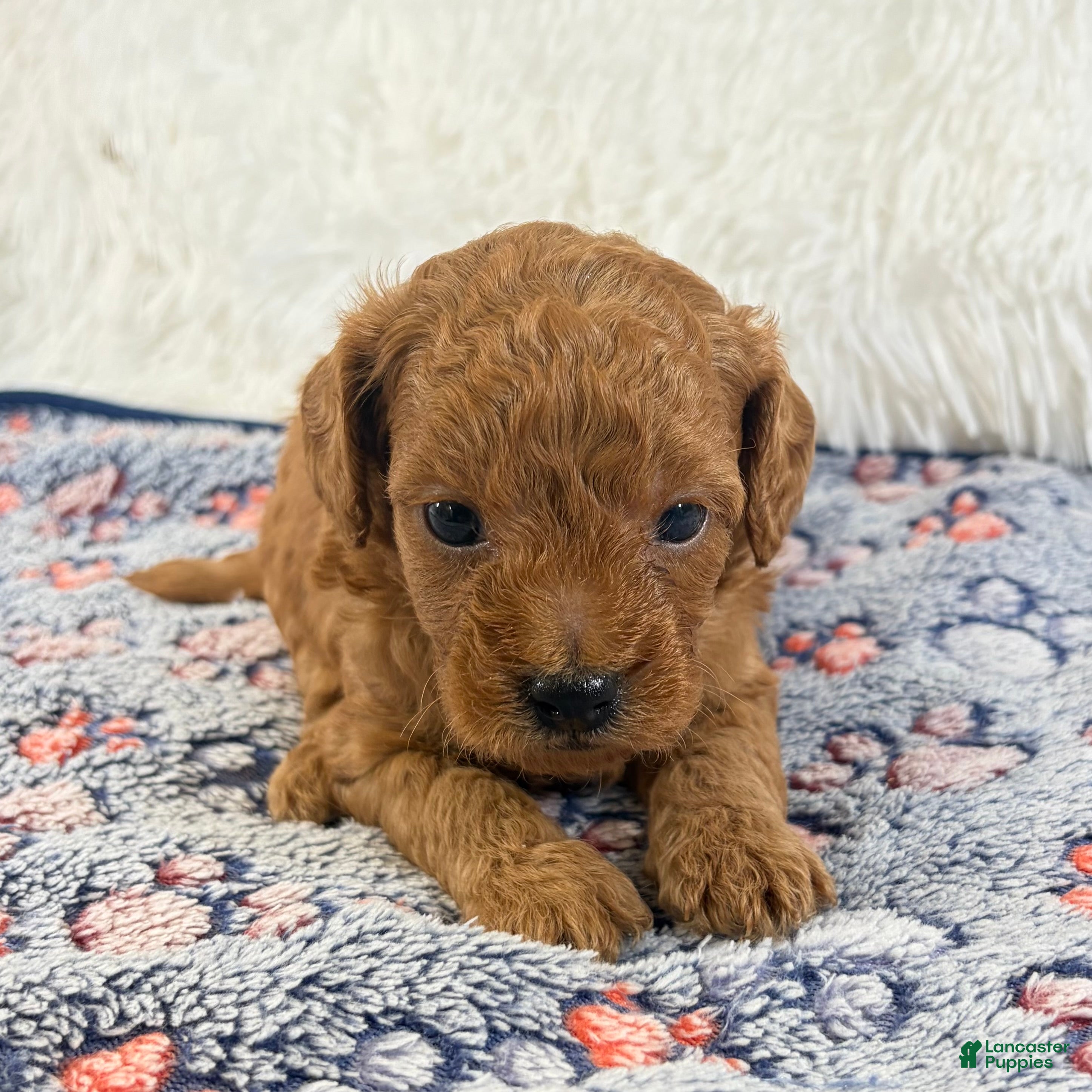 Shihpoo dogs for sale: Gunner F1B Shihpoo  - Ad 1