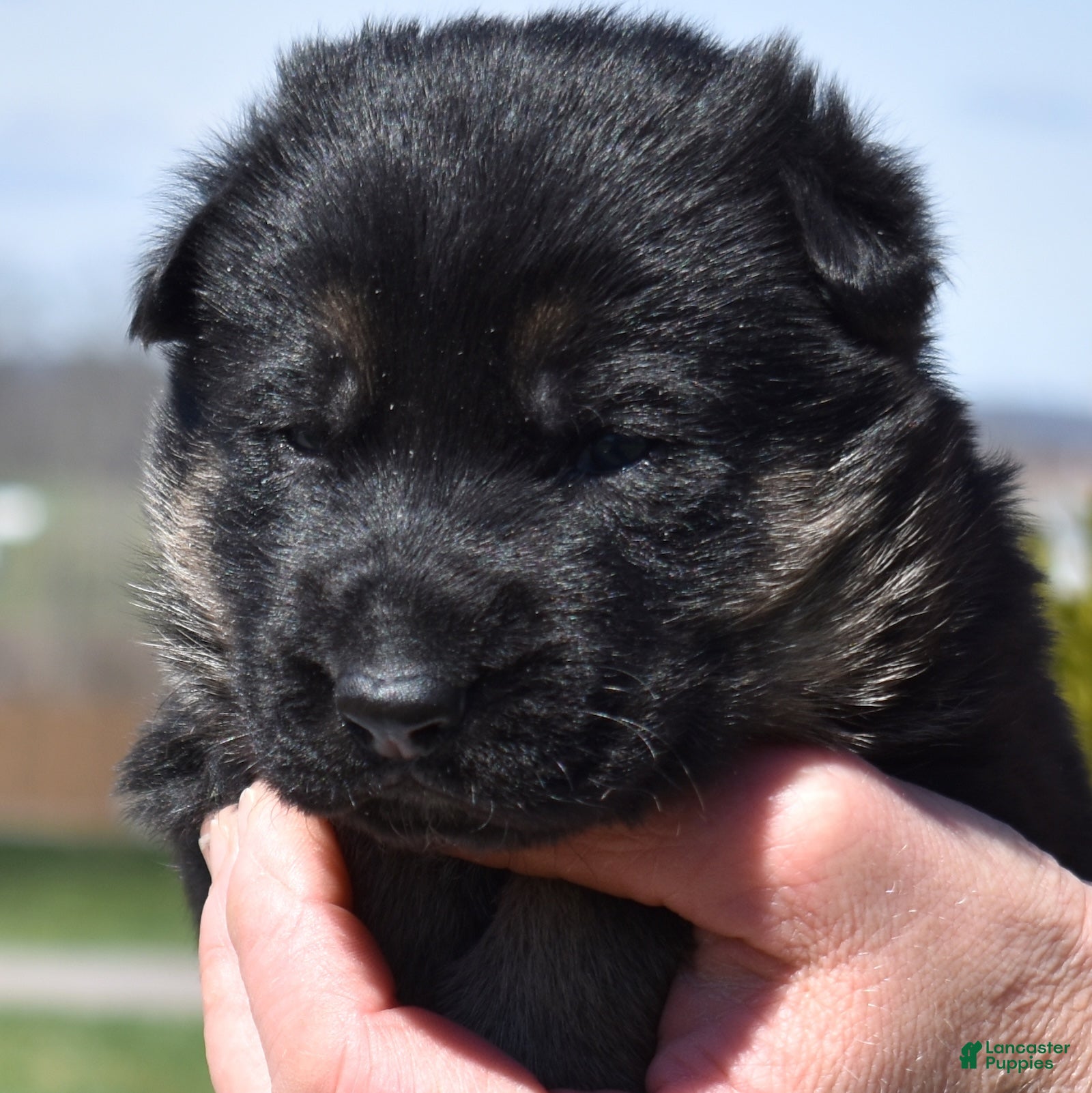 German Shepherd dogs Zeus  - Ad 1