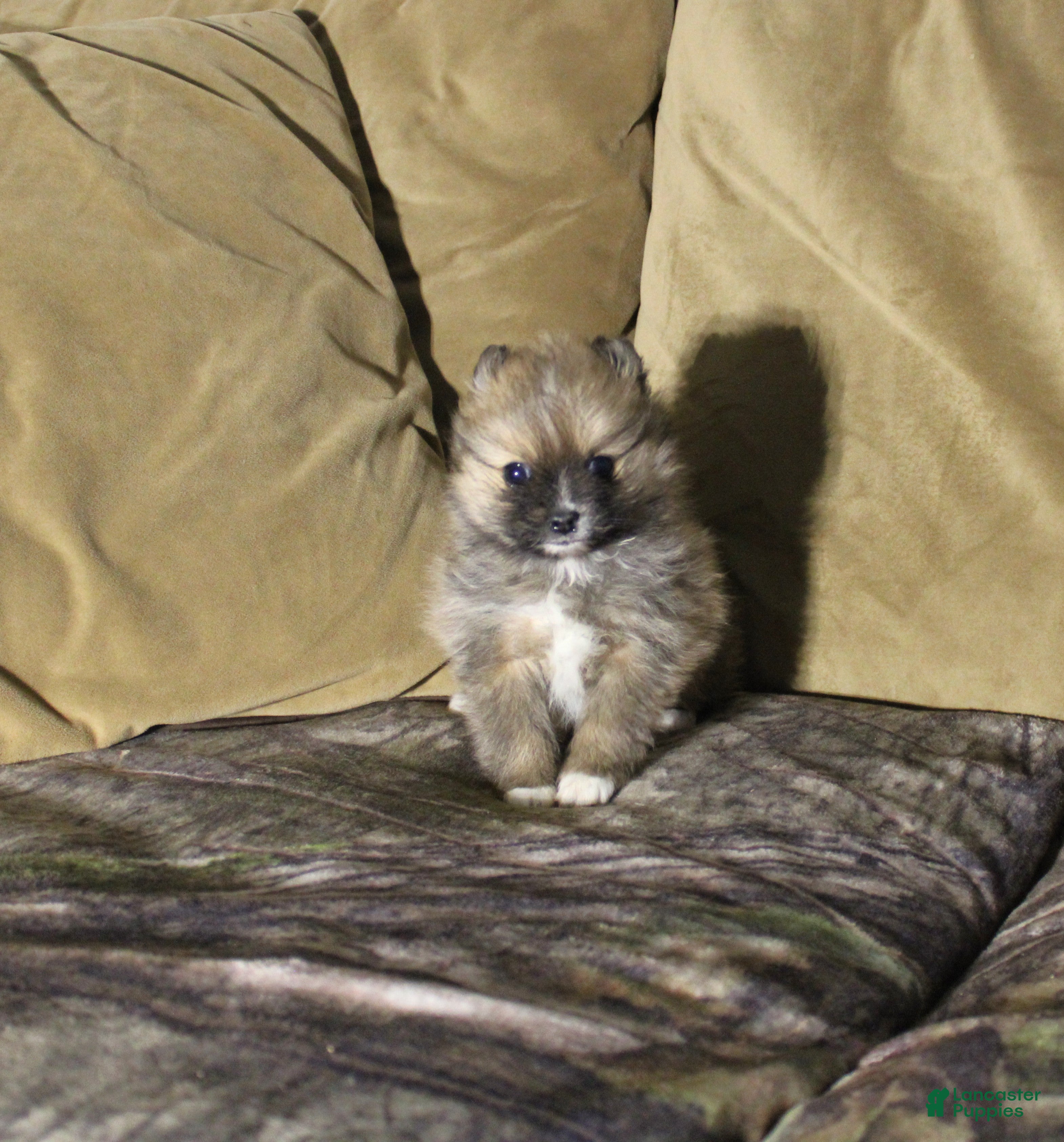 Pomeranian dogs Pomeranian Puppy 1 - Ad 28