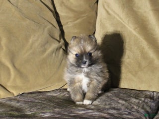 Pomeranian dogs Pomeranian Puppy 1 - Ad 10