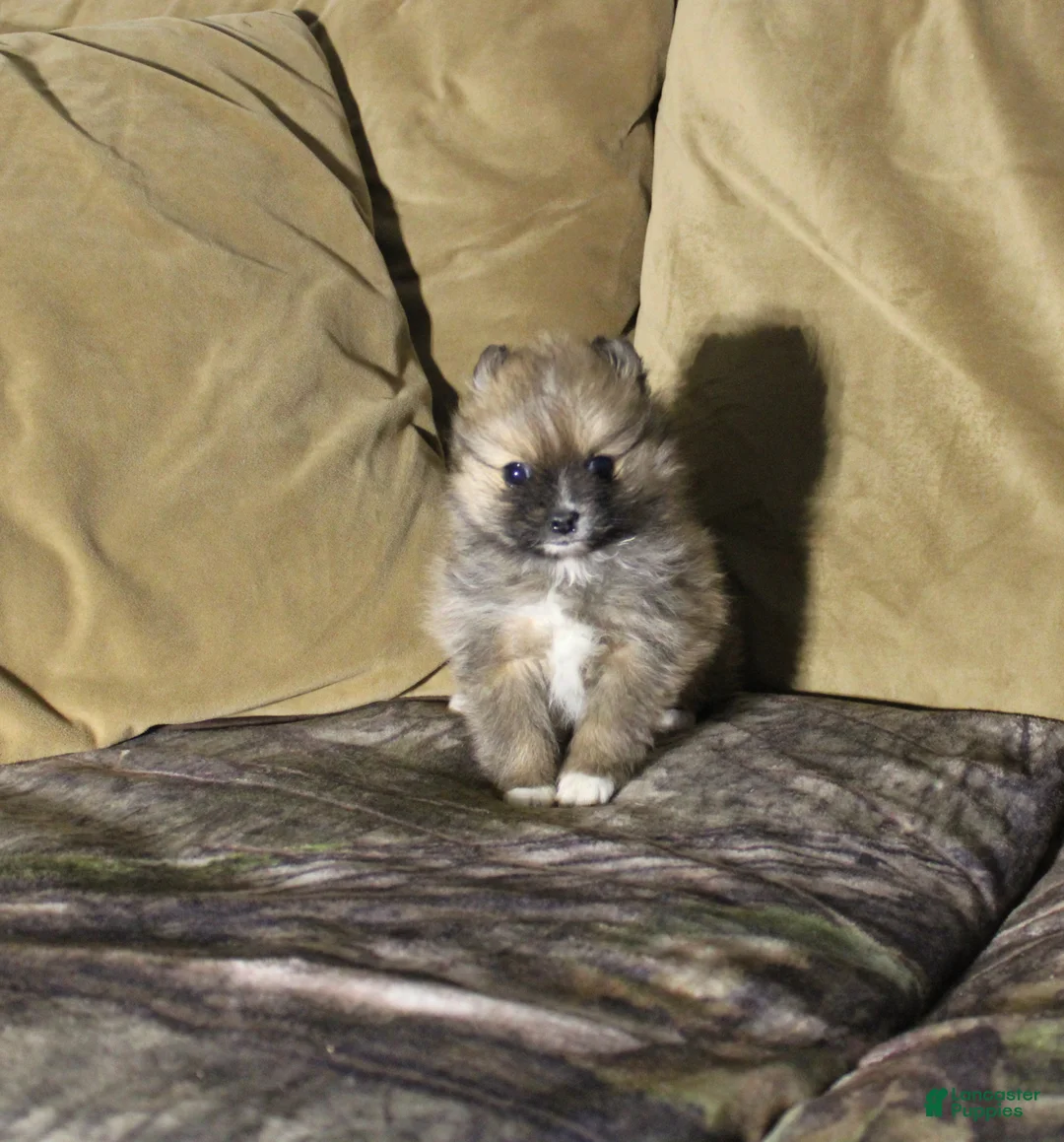 Pomeranian dogs for sale: Pomeranian Puppy 1 - Ad 1