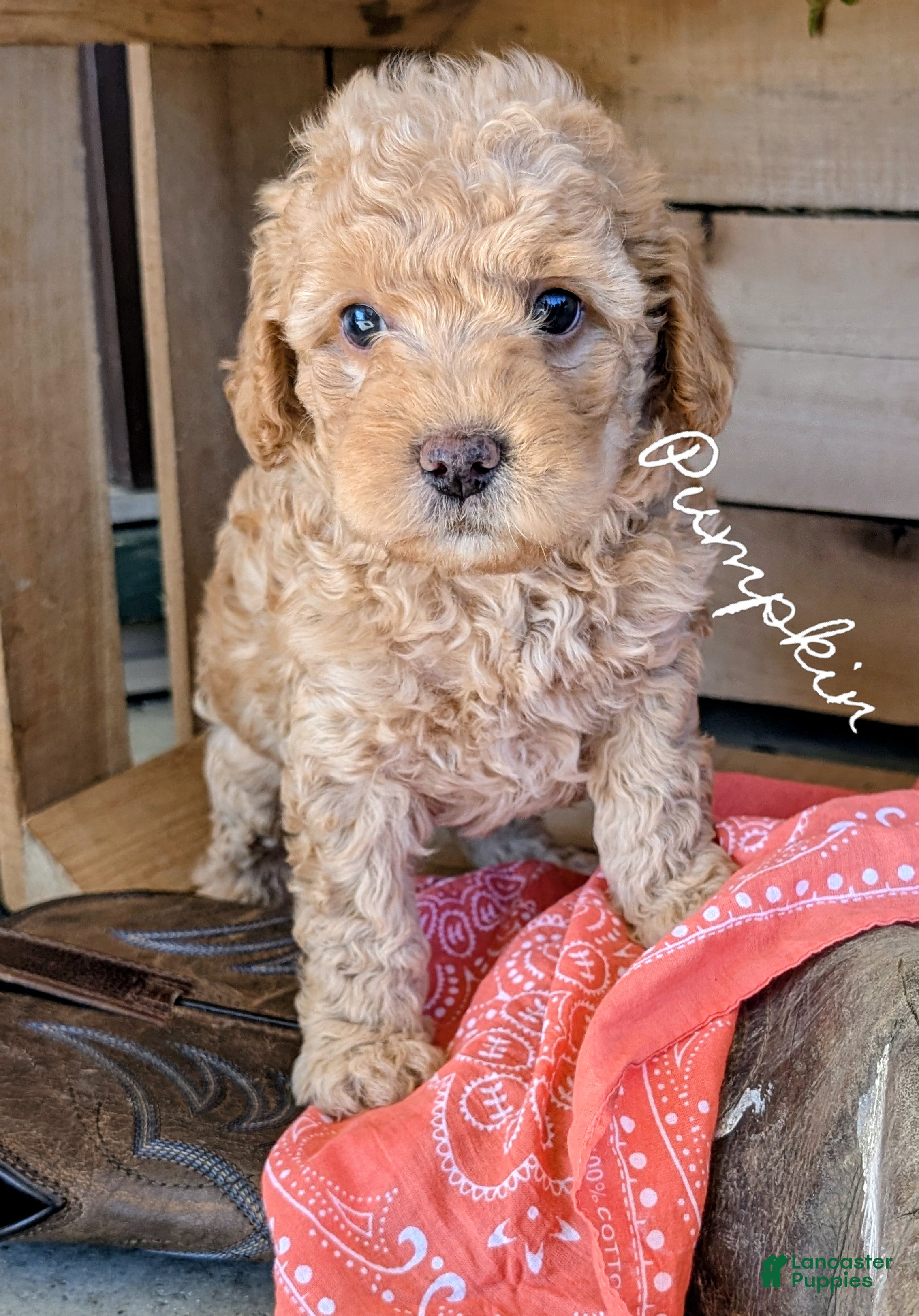 Cavapoo dogs for sale: Pumpkin - Ad 1