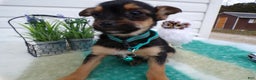 Mixed Breed dogs for sale: Mixed Breed Puppy 4 Truman - Ad 3