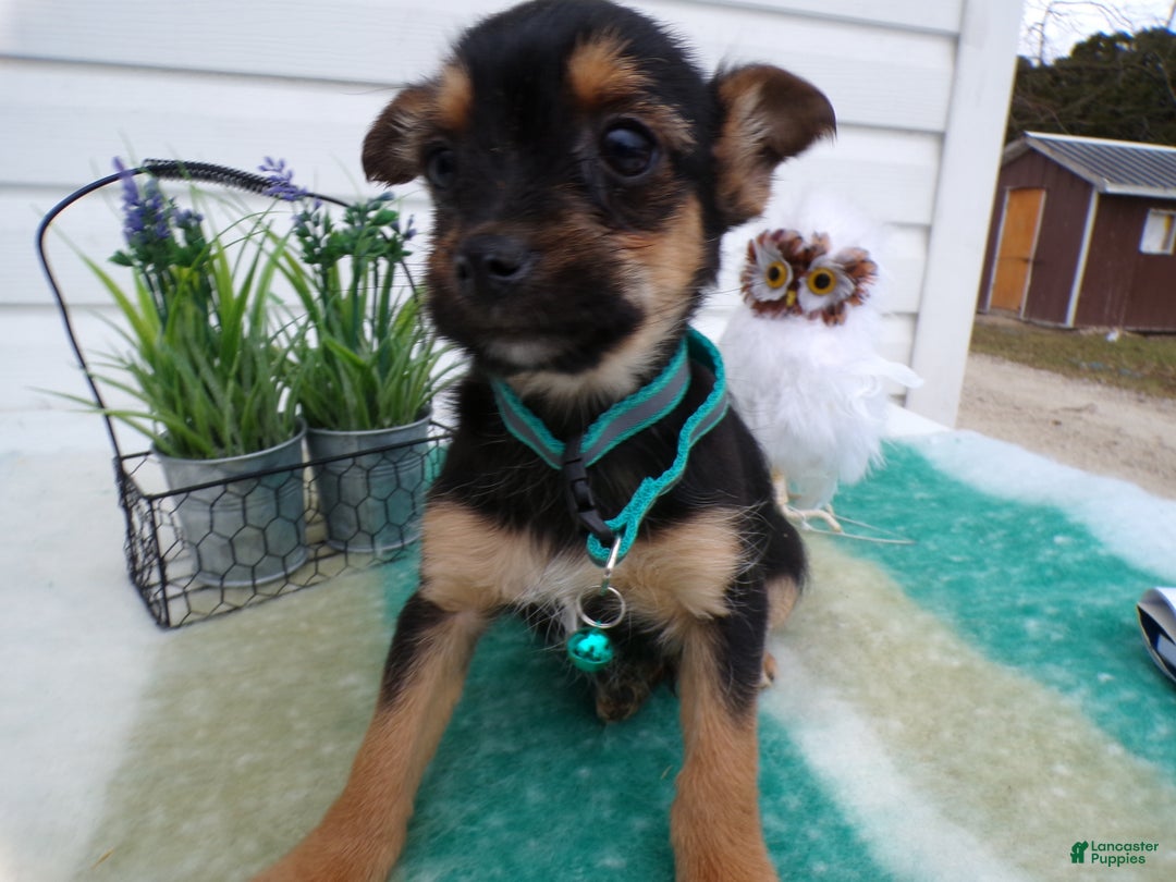 Mixed Breed dogs for sale: Mixed Breed Puppy 4 Truman - Ad 3