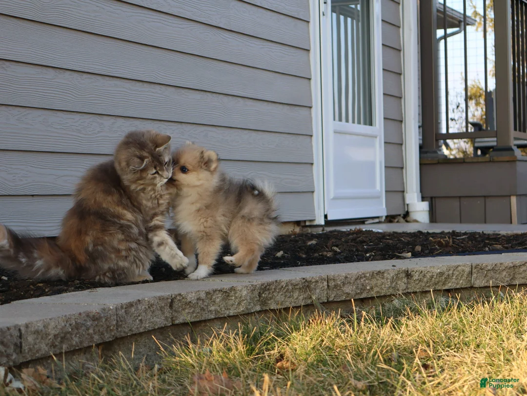 Pomeranian dogs for sale: Mickey - Ad 12