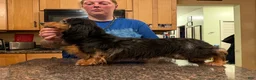 Miniature Dachshund dogs for sale: Champion sired Russian AKC boy - Ad 7