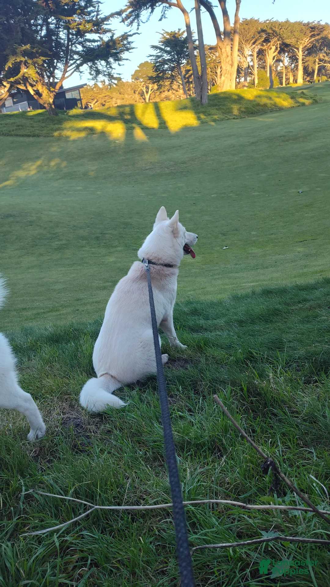 Siberian Husky dogs for sale: 📸✨24 Karat Gold✨ Isabella Siberian Husky With Sapphire Blue Eyes 🌌💙📸 - Ad 23