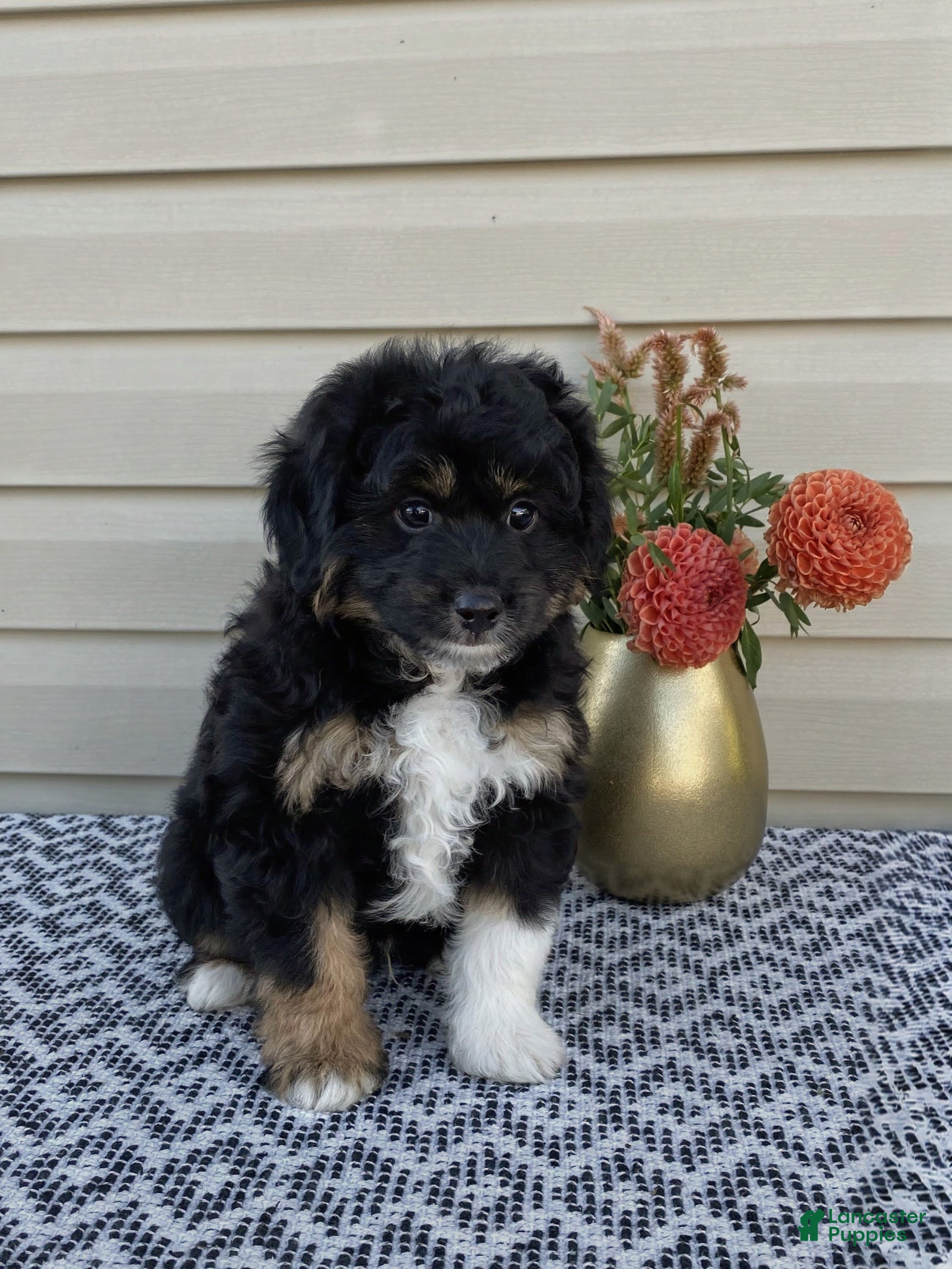 Mini Aussiedoodle dogs Parker - Ad 1