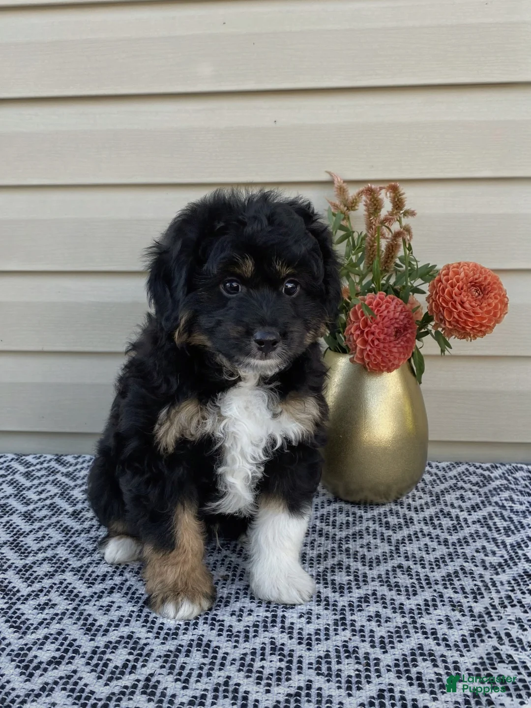 Mini Aussiedoodle dogs for sale: Parker - Ad 1