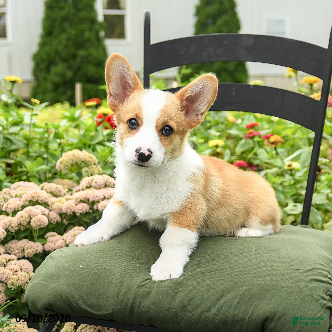 Welsh Corgi Pembroke dogs Kowen - Ad 2