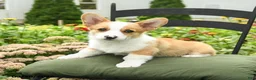 Welsh Corgi Pembroke dogs for sale: Kowen - Ad 2