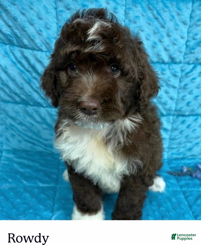 Mini Aussiedoodle dogs Rowdy - Ad 32