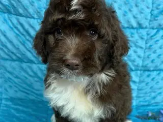 Mini Aussiedoodle dogs Rowdy - Ad 32