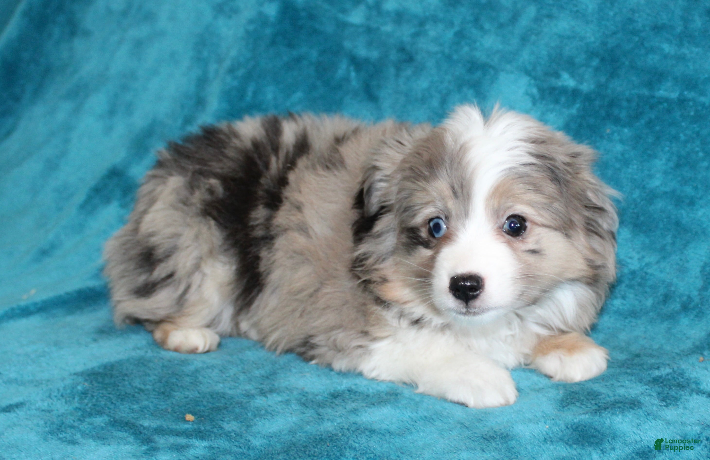 Miniature Australian Shepherd dogs Sandy - Ad 2