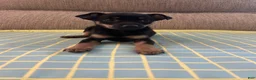Mixed Breed dogs for sale: Jerry - Ad 5