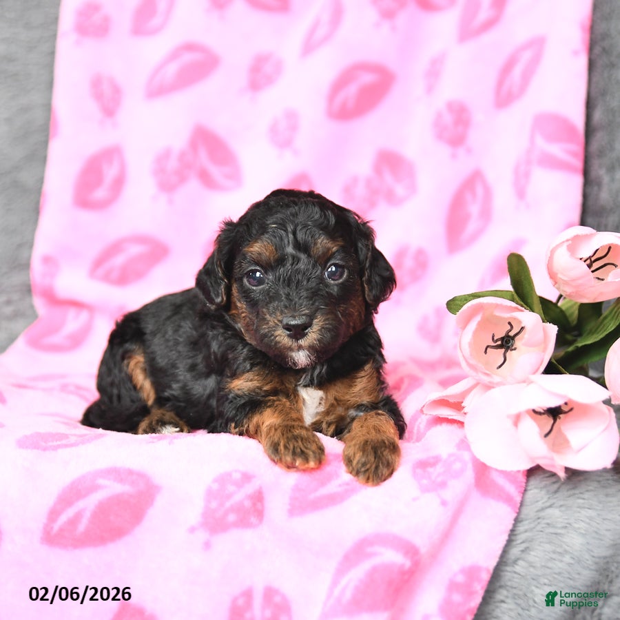 Bichpoo dogs Daisy - Ad 15