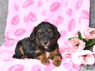 Bichpoo dogs Daisy - Ad 15