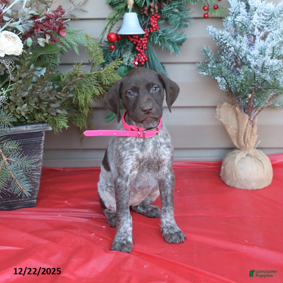 German Shorthaired Pointer dogs for sale: Liberty - Ad 1
