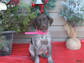 German Shorthaired Pointer dogs Liberty - Ad 25